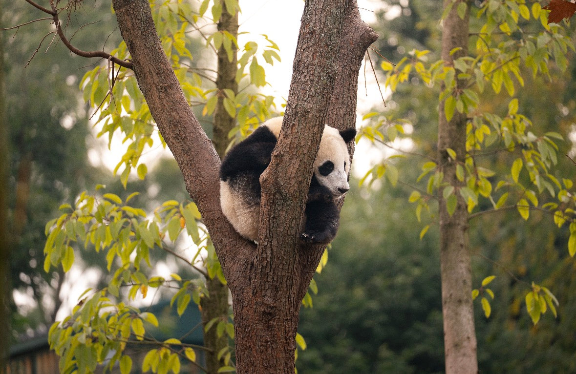 China Backpacker Guide- The Grand Tour on a Budget